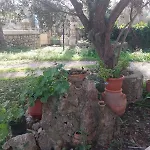 Terpi